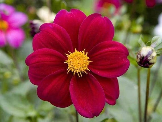 Seeds - dahlia red ribbon flower