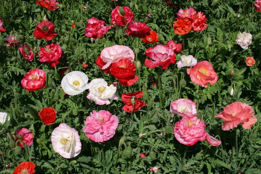 Seeds - shirley double poppy mix flower