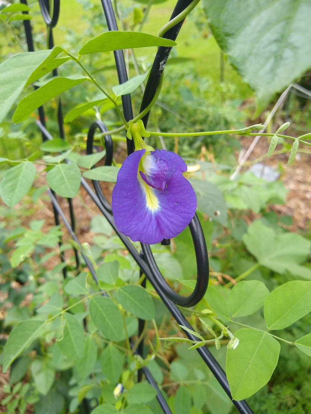 Seeds - thai blue butterfly pea flower