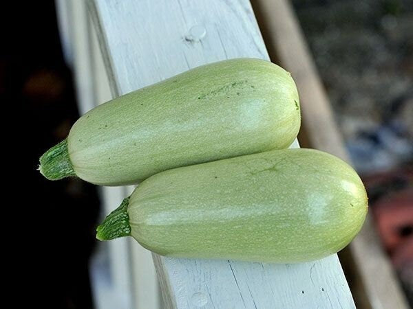 Seeds - blanco lungo squash veggie