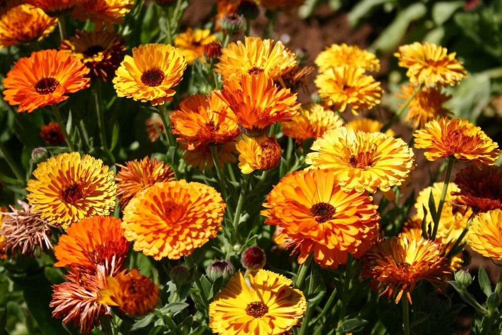 Seeds - touch of red calendula flower