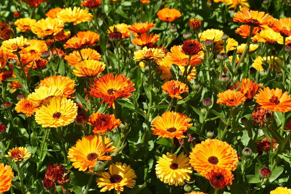 Seeds - touch of red calendula flower