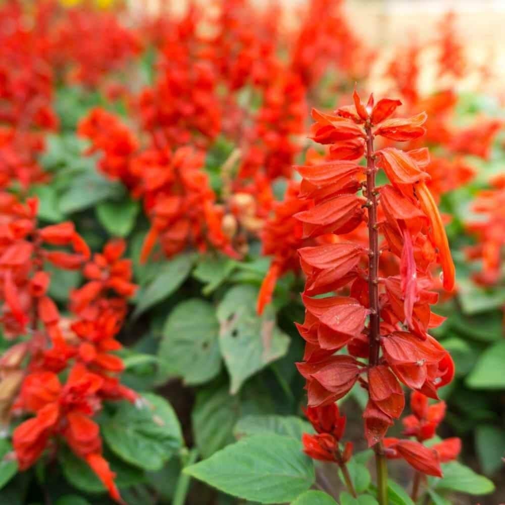 Seeds - scarlet sage salvia flower