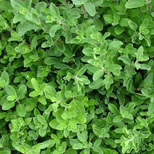 Seeds - sweet marjoram herb