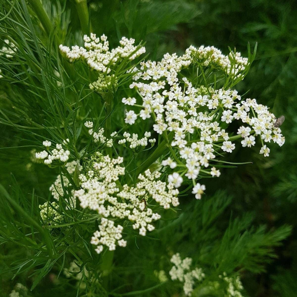 Seeds - annual caraway herb