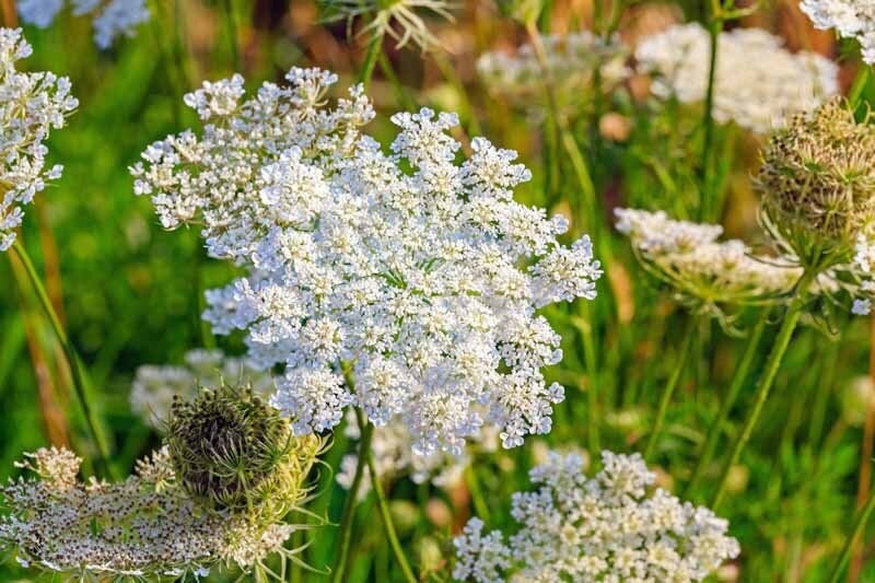 Seeds - annual caraway herb