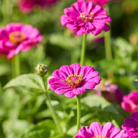 Seeds purple prince zinnia flower