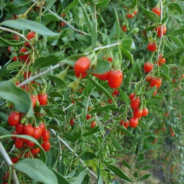 Seeds - goji berry go chi berry fruit