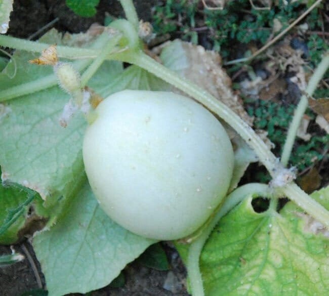 Seeds - crystal apple cucumber veggie