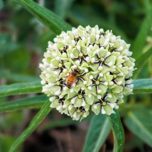 Seeds - spider milkweed antelope horn milkweed asclepias virdis flower