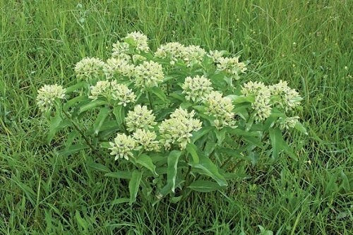 Seeds - spider milkweed antelope horn milkweed asclepias virdis flower