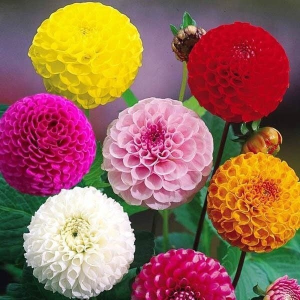 Seeds - dahlia double pom pom mix flower