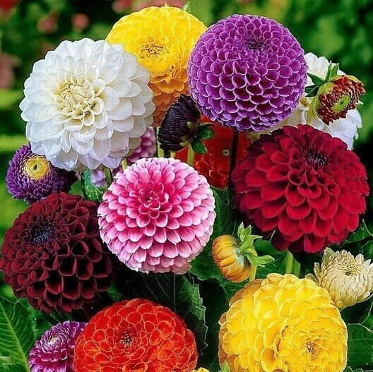 Seeds - dahlia double pom pom mix flower