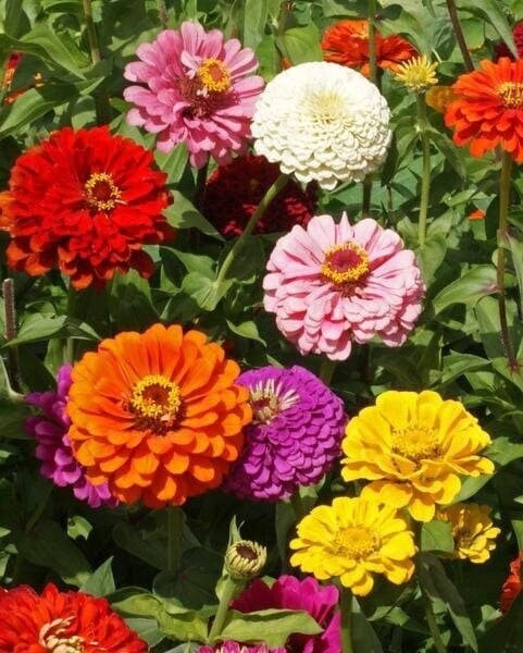 Seeds - california ca giants mix zinnia flower