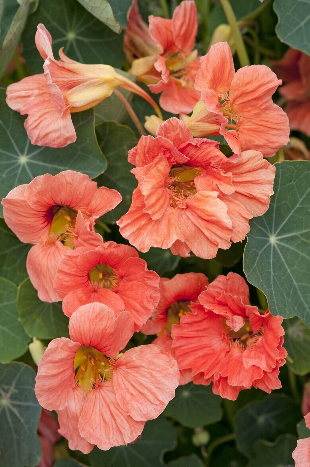 Live Plant Potted plant salmon baby nasturtium 3.5 in