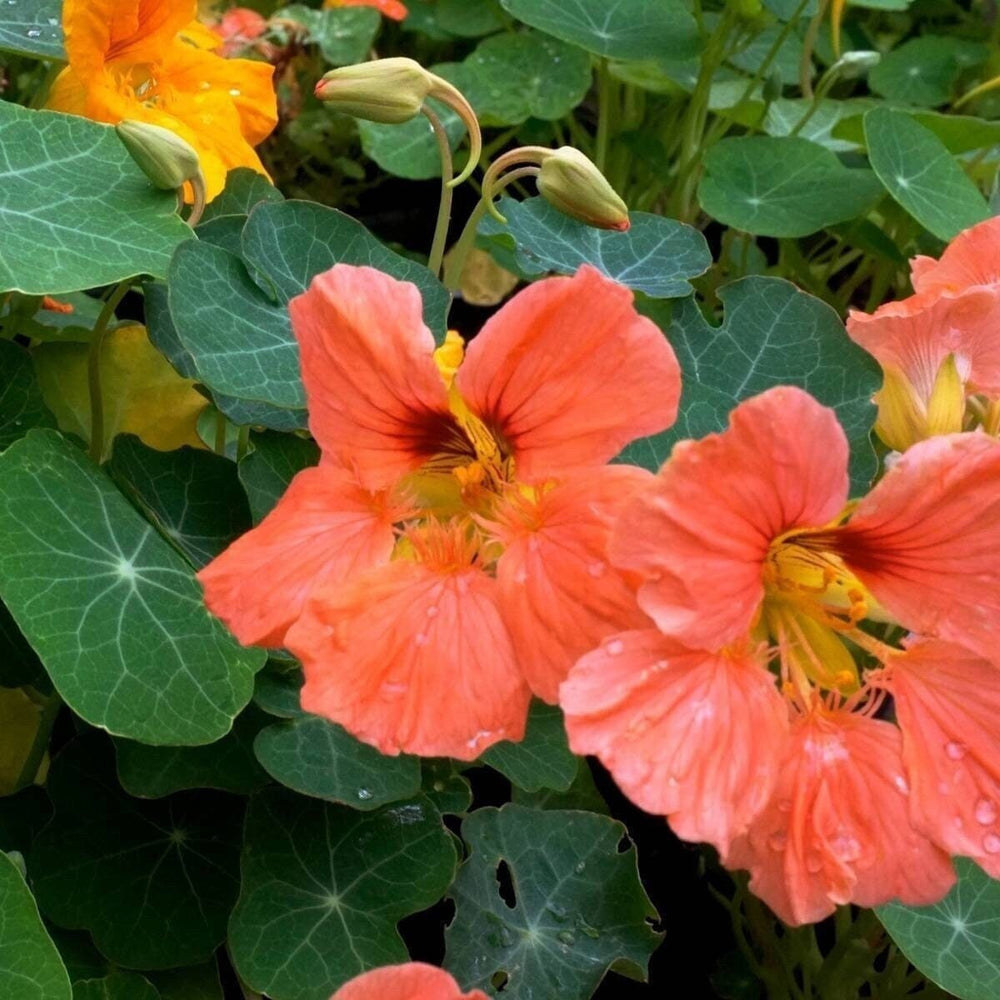 Live Plant Potted plant salmon baby nasturtium 3.5 in