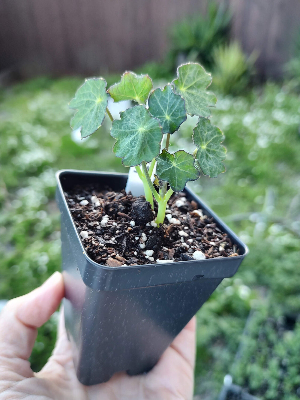 Live Plant Potted plant salmon baby nasturtium 3.5 in