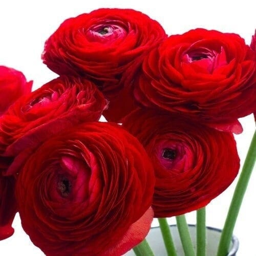 Ranunculus aviv red corm bulb