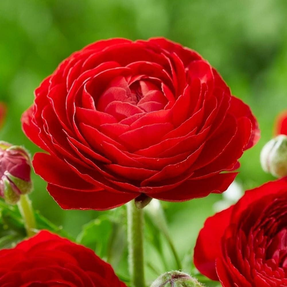 Ranunculus aviv red corm bulb