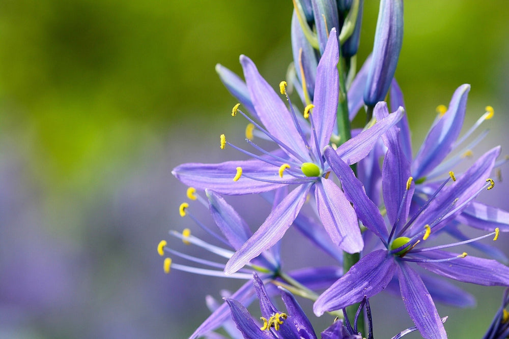 Seeds - camas indian hyacinth wild hyacinth lily flower