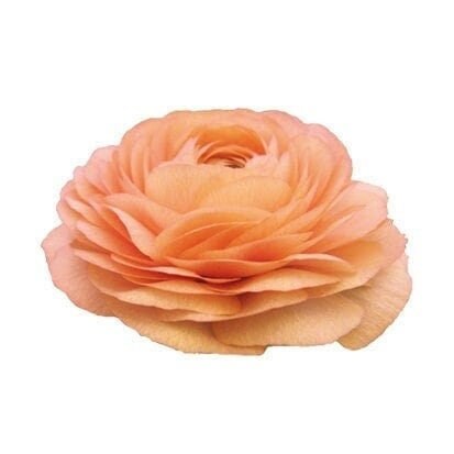 Salmone 06 elegance ranunculus corm bulb