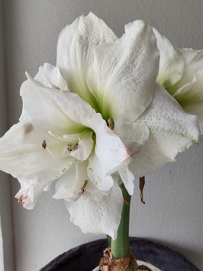 Double Galaxy Amadeus Candy Amaryllis Bulb