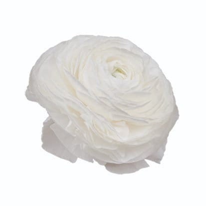 Bianco 31-16 elegance ranunculus corm bulb