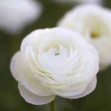 Bianco 31-16 elegance ranunculus corm bulb