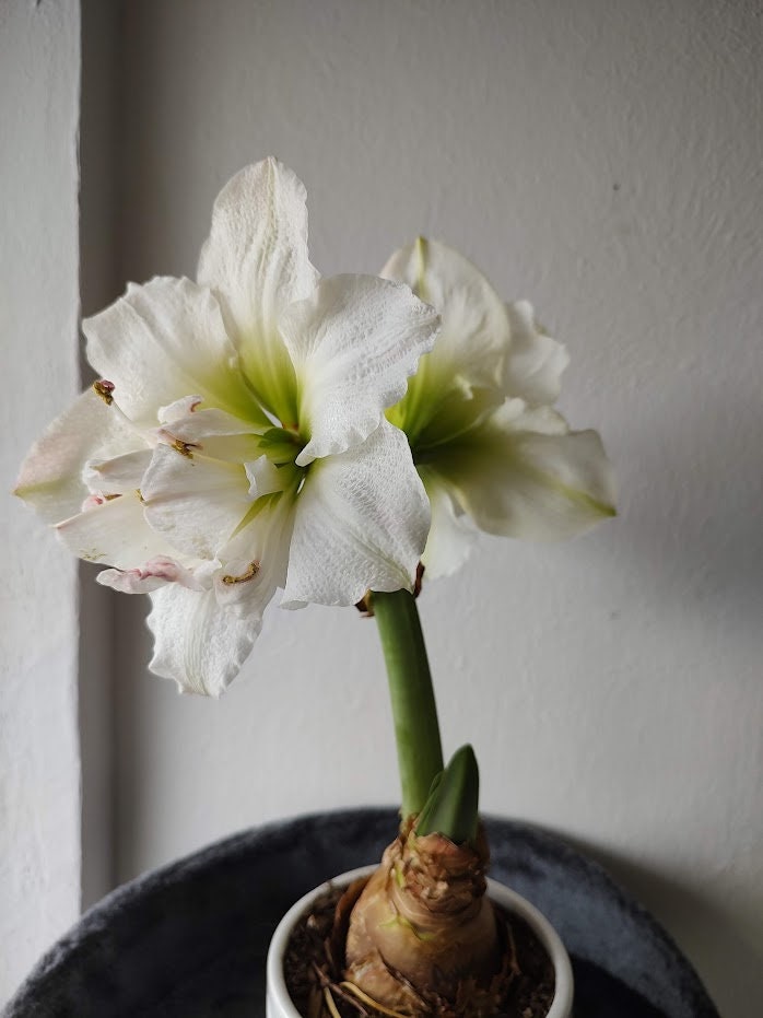 Double Galaxy Amadeus Candy Amaryllis Bulb