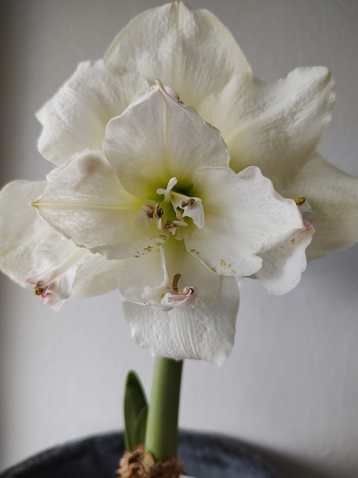 Double Galaxy Amadeus Candy Amaryllis Bulb