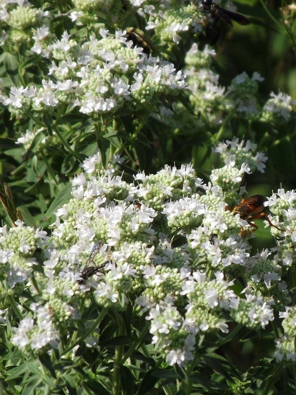 Seeds - hairy mountain mint pycnanthemum pilosum herb