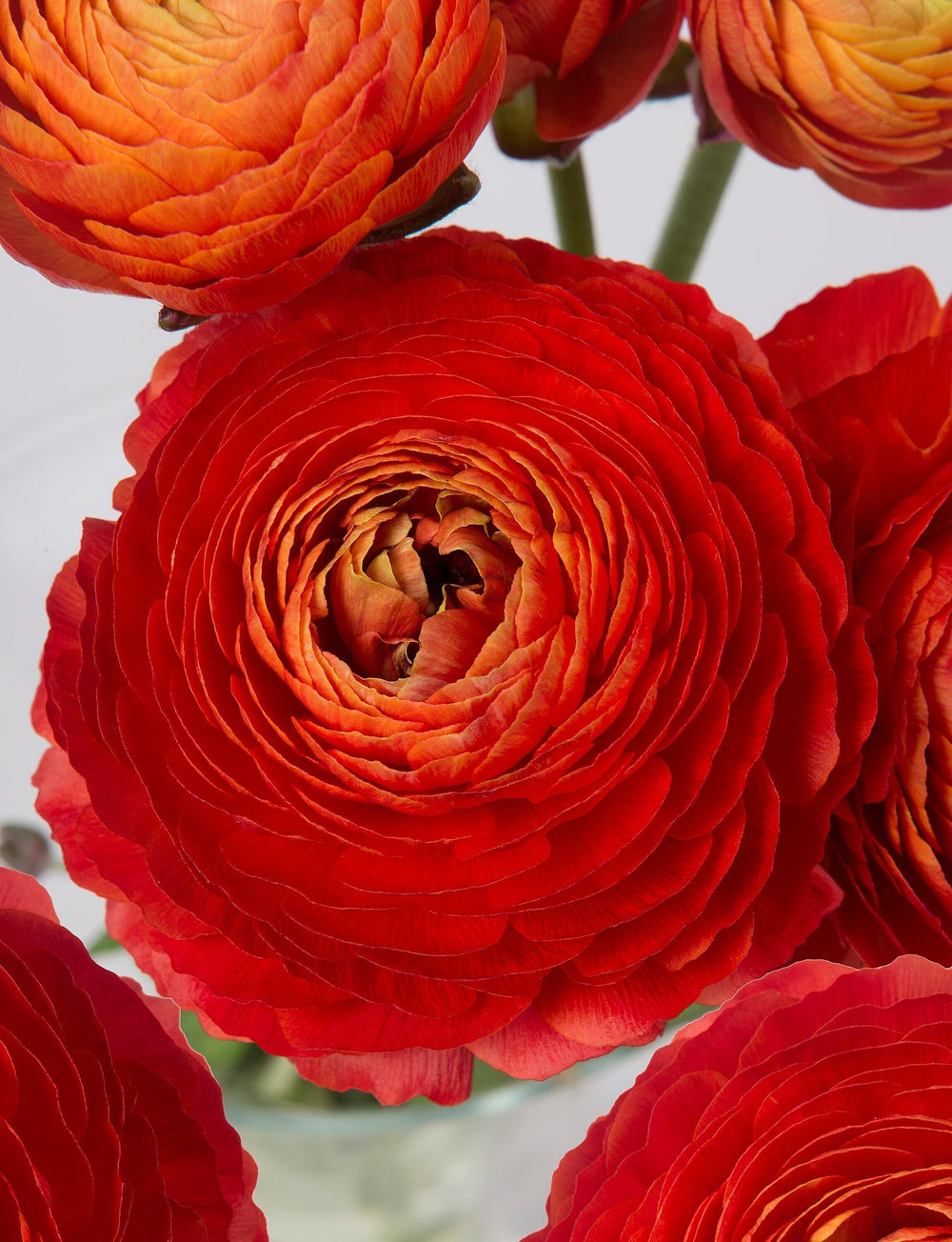 Romance curios ranunculus corm bulb