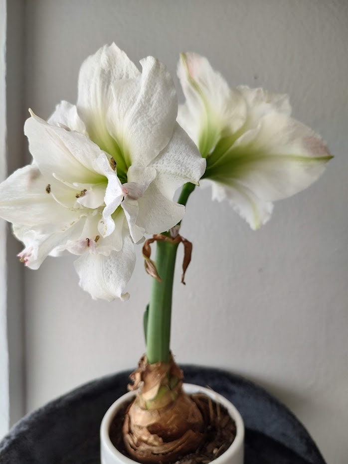 Double Galaxy Amadeus Candy Amaryllis Bulb