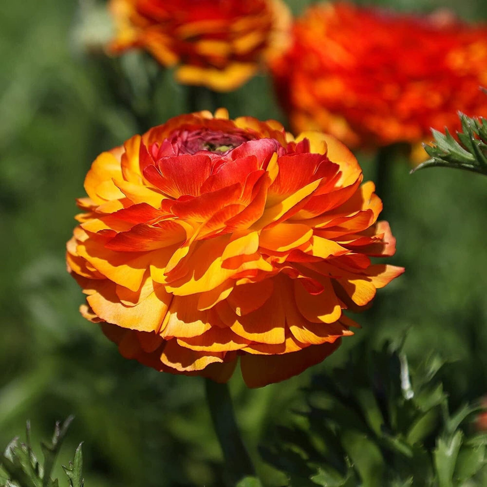 Flamenco tecolote ranunculus corm bulb