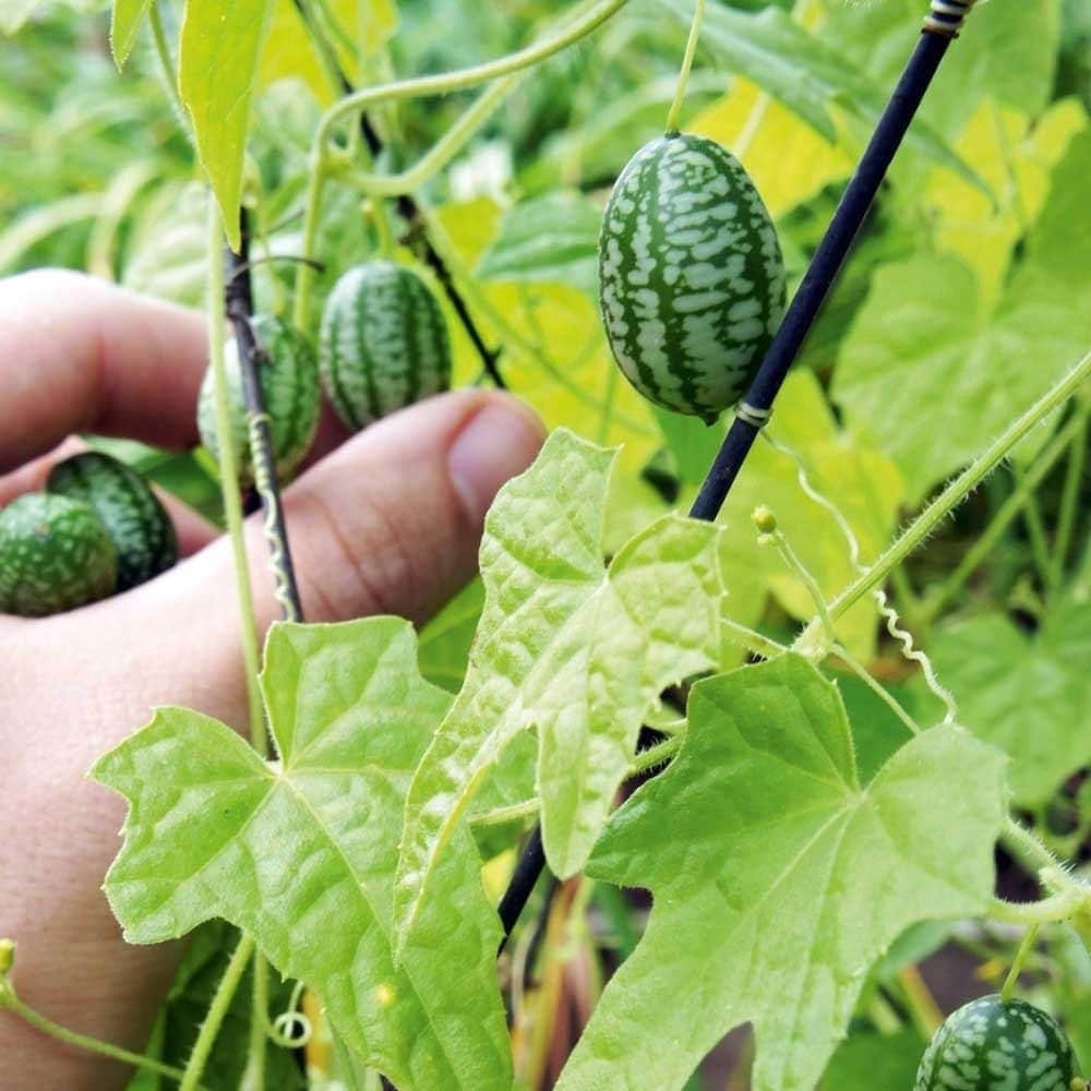 Live Plant - cuacamelon veggie potted