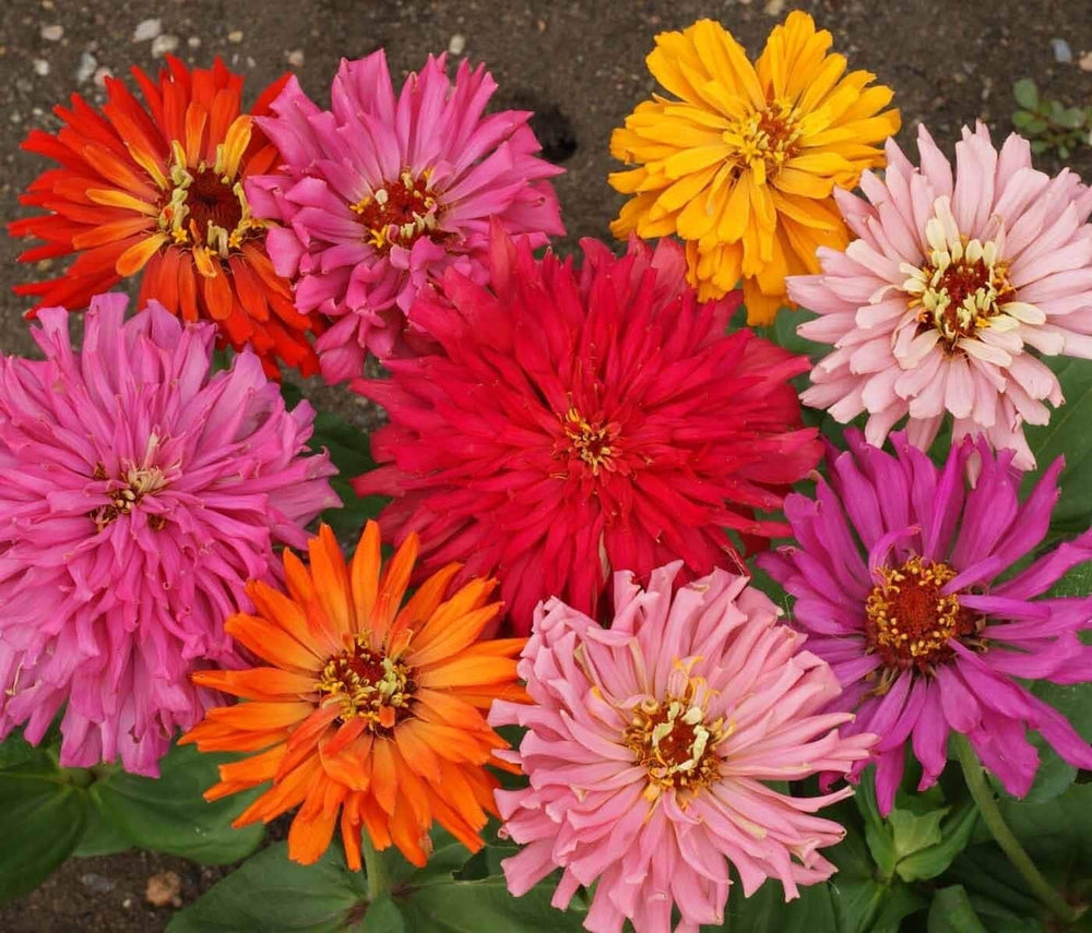 Seeds - cactus bright jewel mix zinnia flower