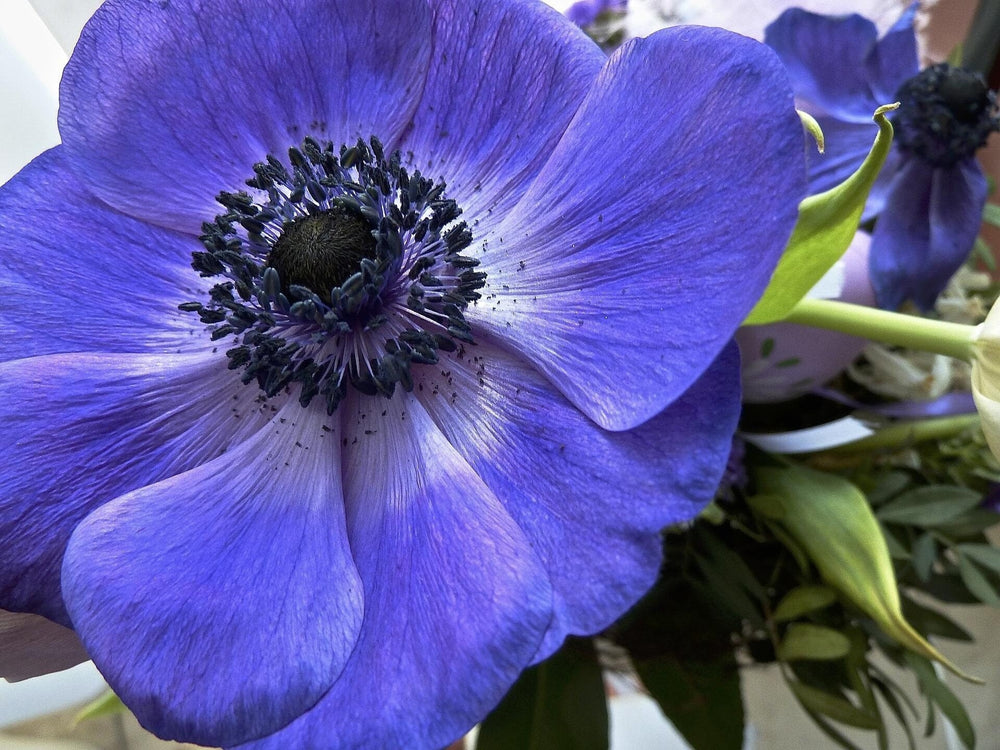 Anemone jerusalem blue corms bulbs