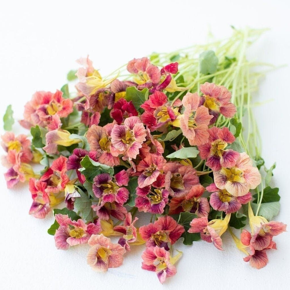 Seeds - ladybird rose nasturtium flower