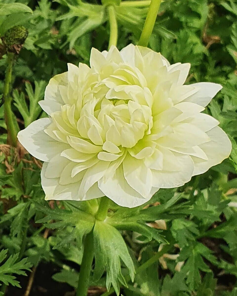 Corm - anemone fullstar albino large 4/5 size