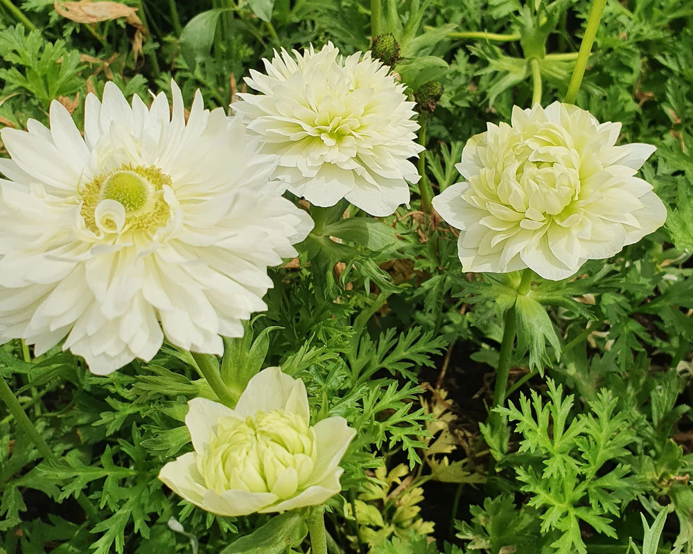 Corm - anemone fullstar albino large 4/5 size