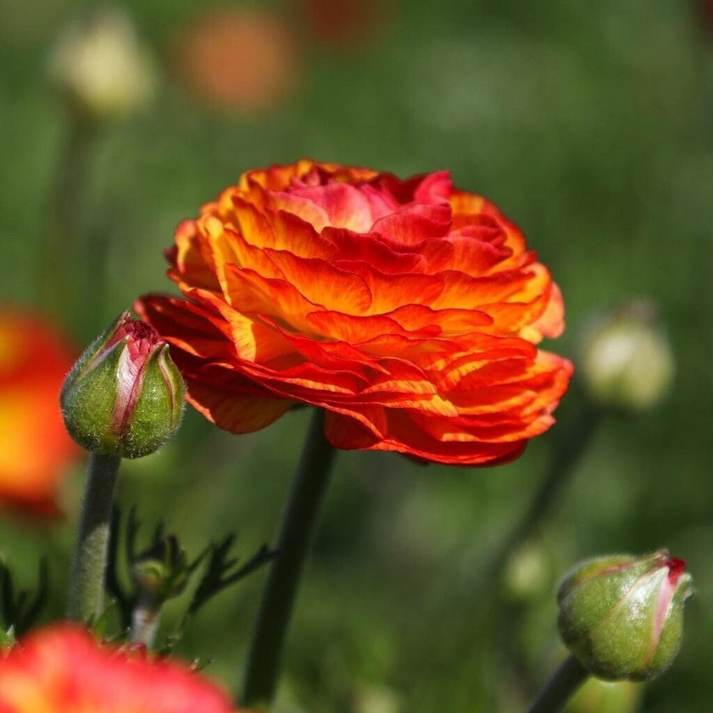 Flamenco tecolote ranunculus corm bulb