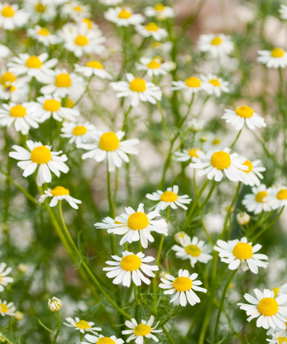 Seeds - german chamomile flower