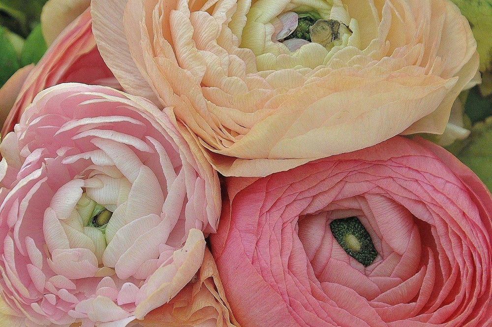 Jumbo pastel mix tecolote ranunculus corm bulb