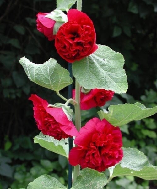 Seeds - chater's double red hollyhock alcea rosea flower