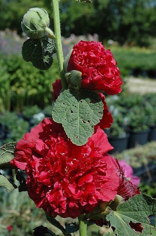 Seeds - chater's double red hollyhock alcea rosea flower