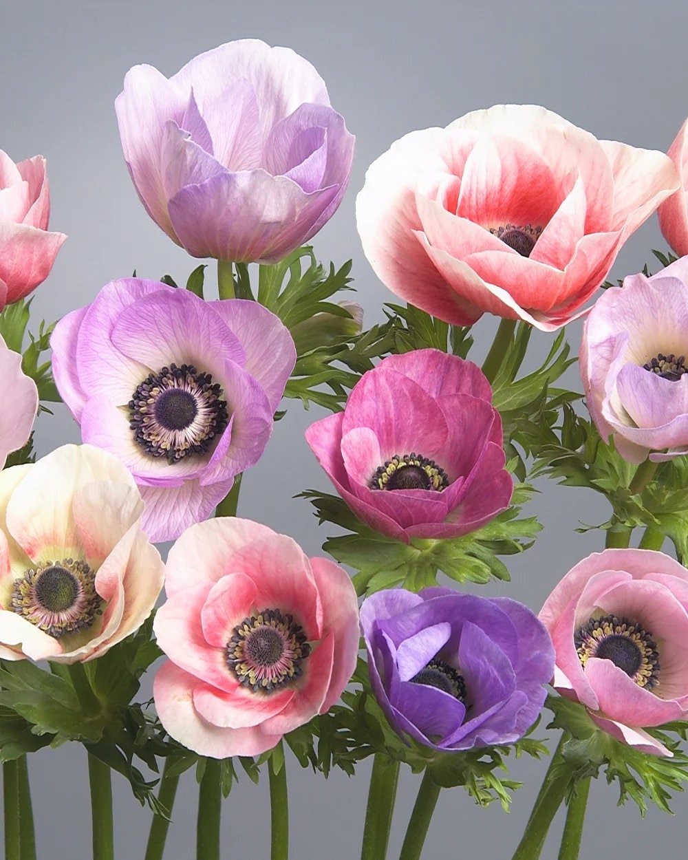 Corm - anemone galilee pastel mix