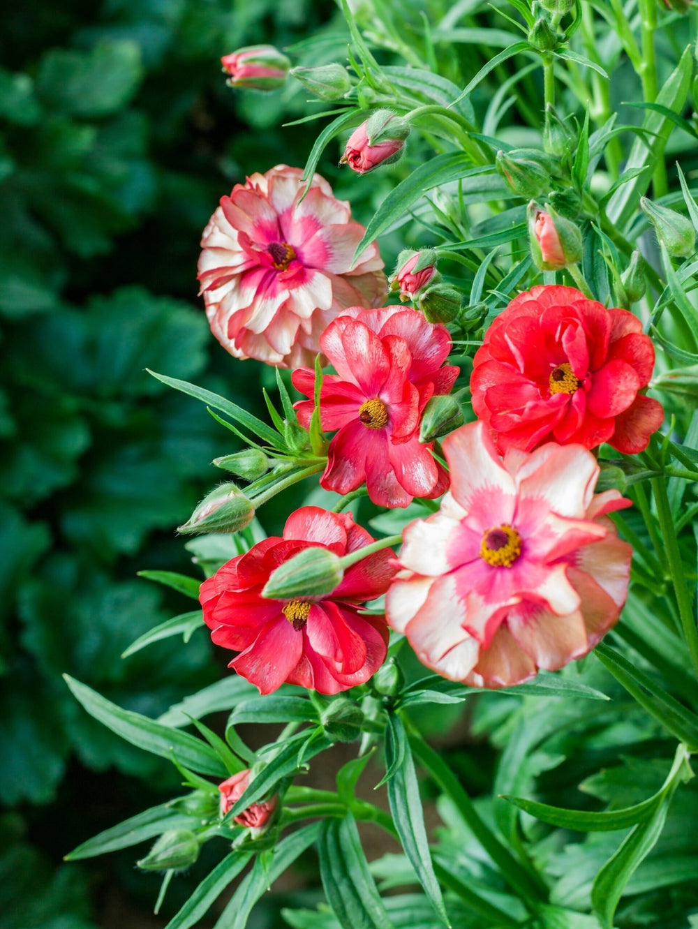 Butterfly ranunculus musa corm bulb