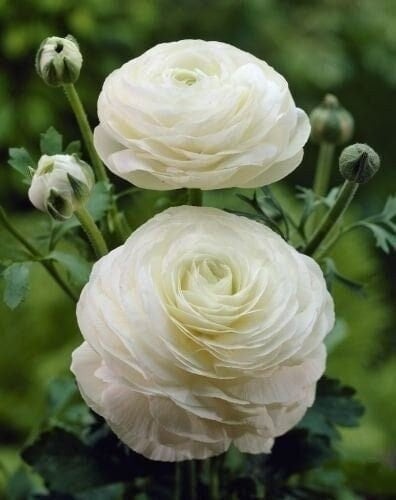 Ranunculus aviv white corm bulb