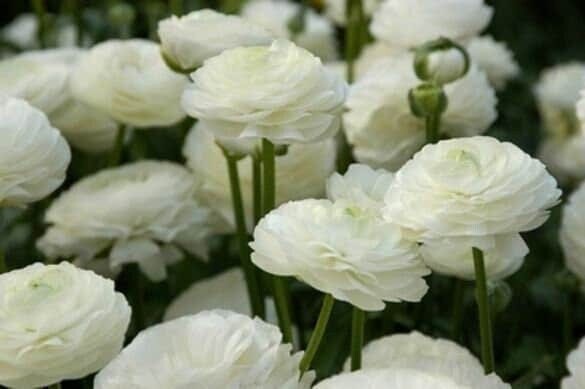 Ranunculus aviv white corm bulb