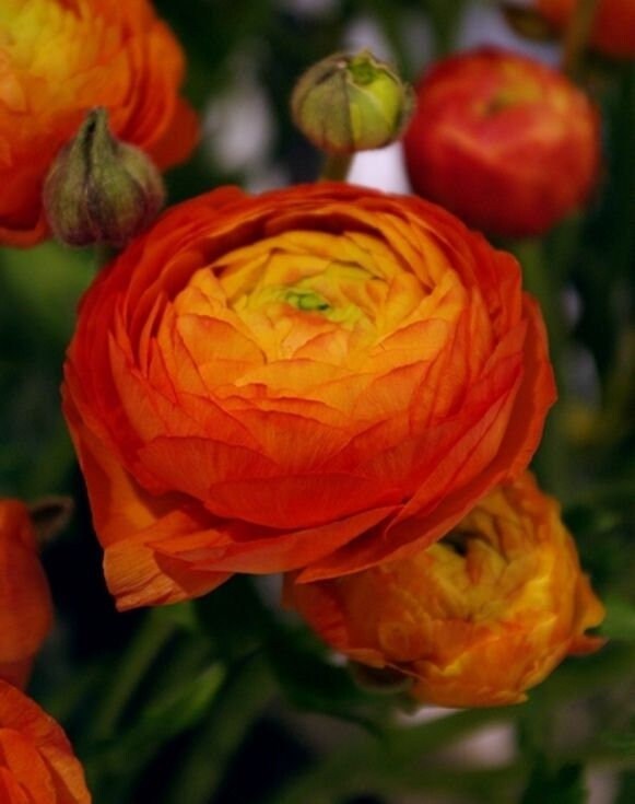 Ranunculus aviv orange corms/bulbs